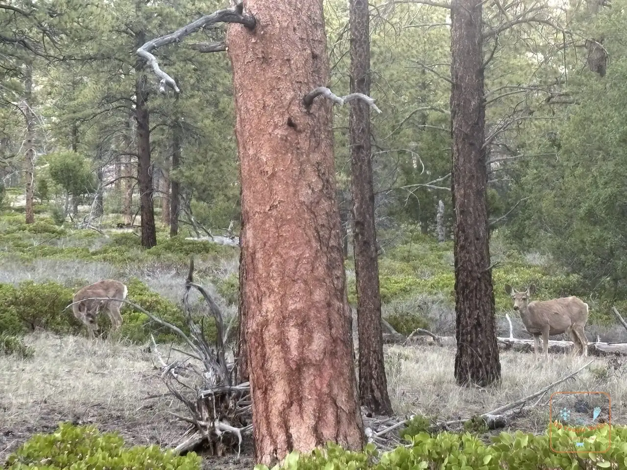 Deux cerfs mulets dans la forêt de pins près de Bryce