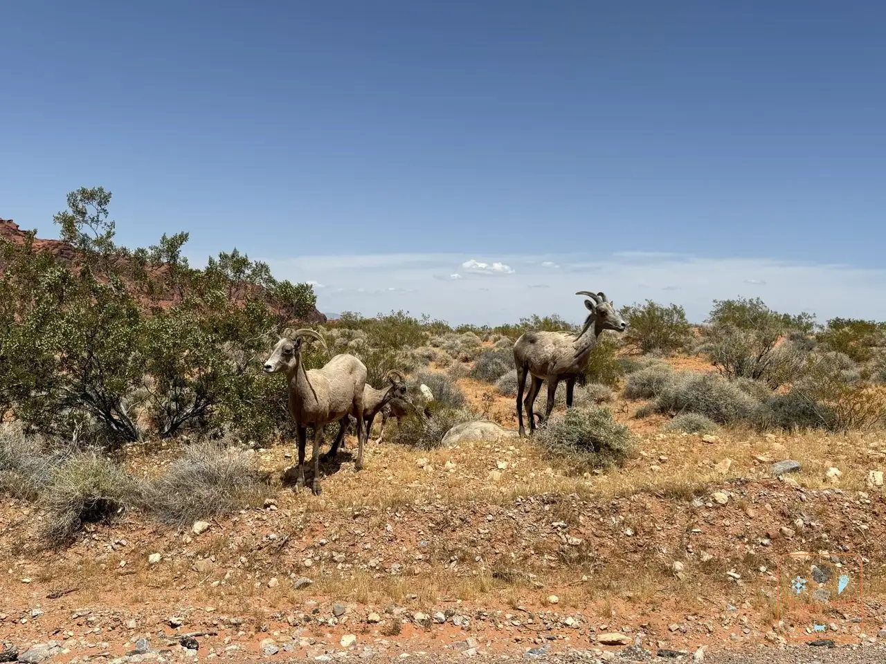 Des mouflons du désert au bord de la route, à Valley of Fire