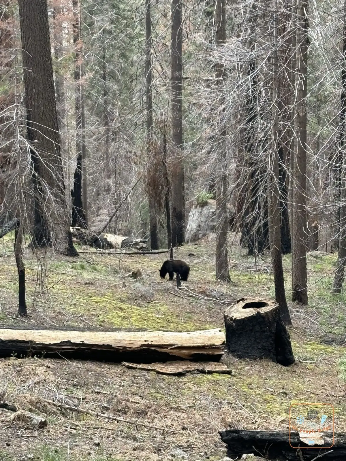 Un ours noir dans la forêt de la Giant Forest