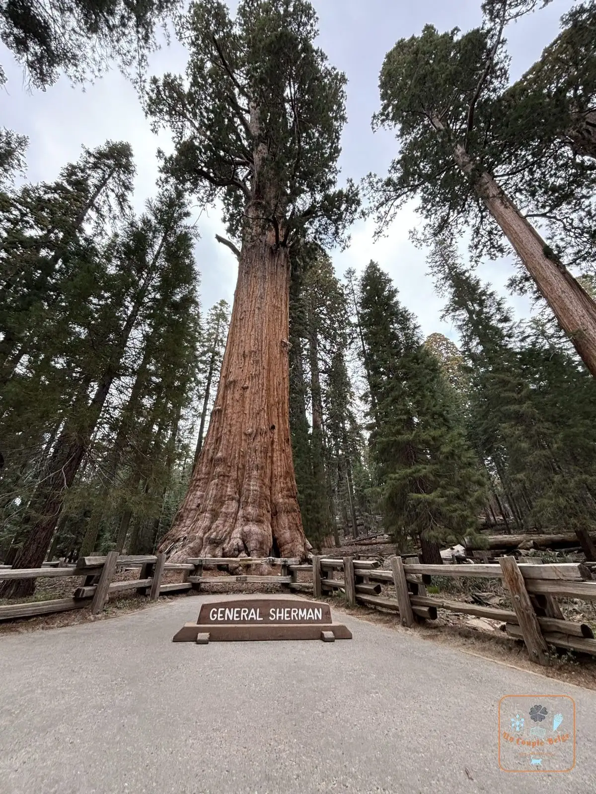 Le séquoia General Sherman derrière sa barrière en bois