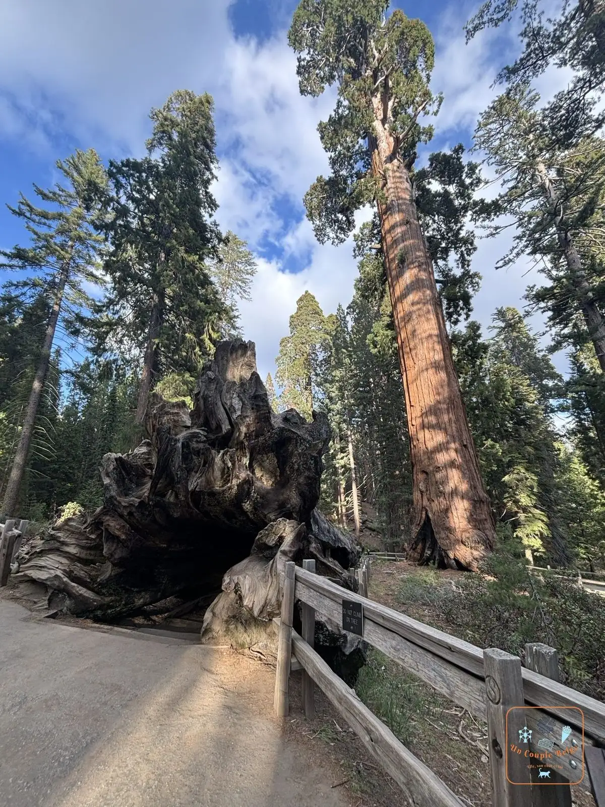 Le Fallen Monarch, séquoia tombé, et un séquoia géant debout à Grant Grove