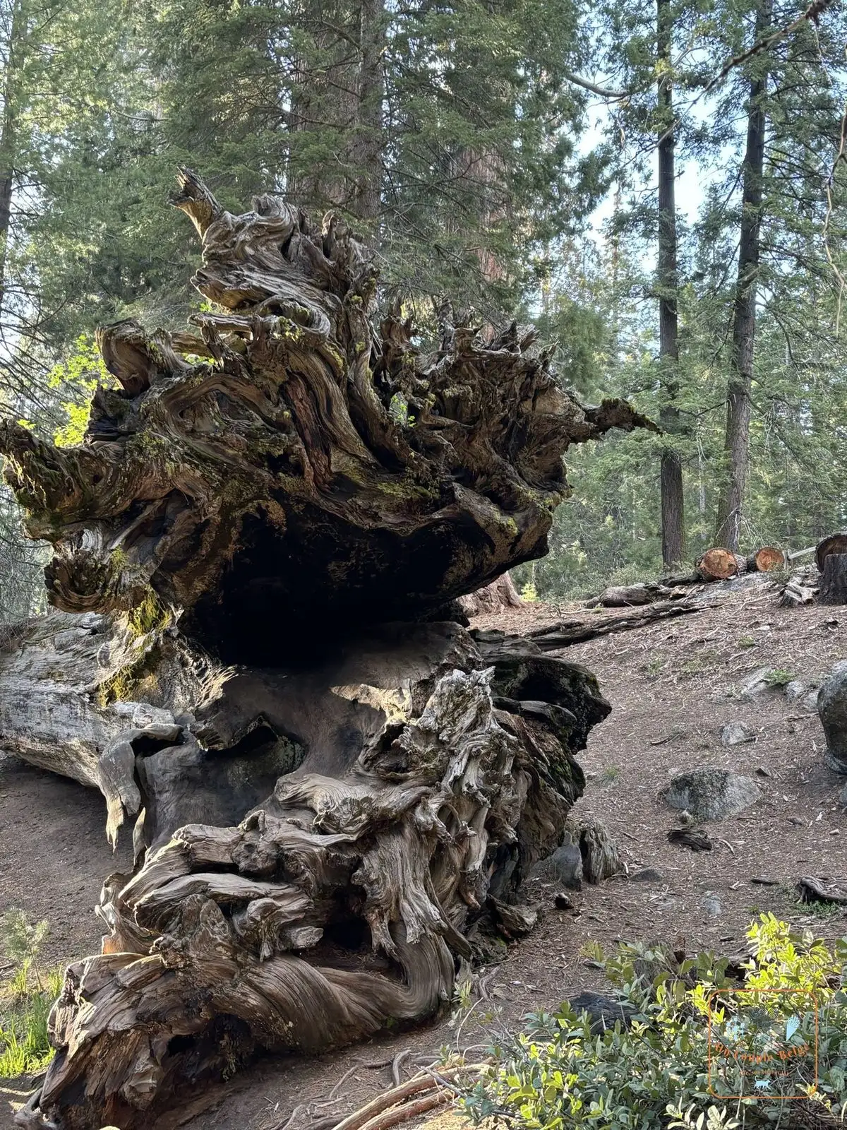 Les racines d'un séquoia tombé à Grant Grove