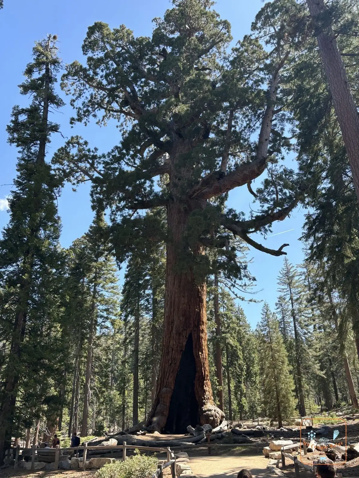 Le Grizzly Giant, séquoia massif aux grosses branches tordues