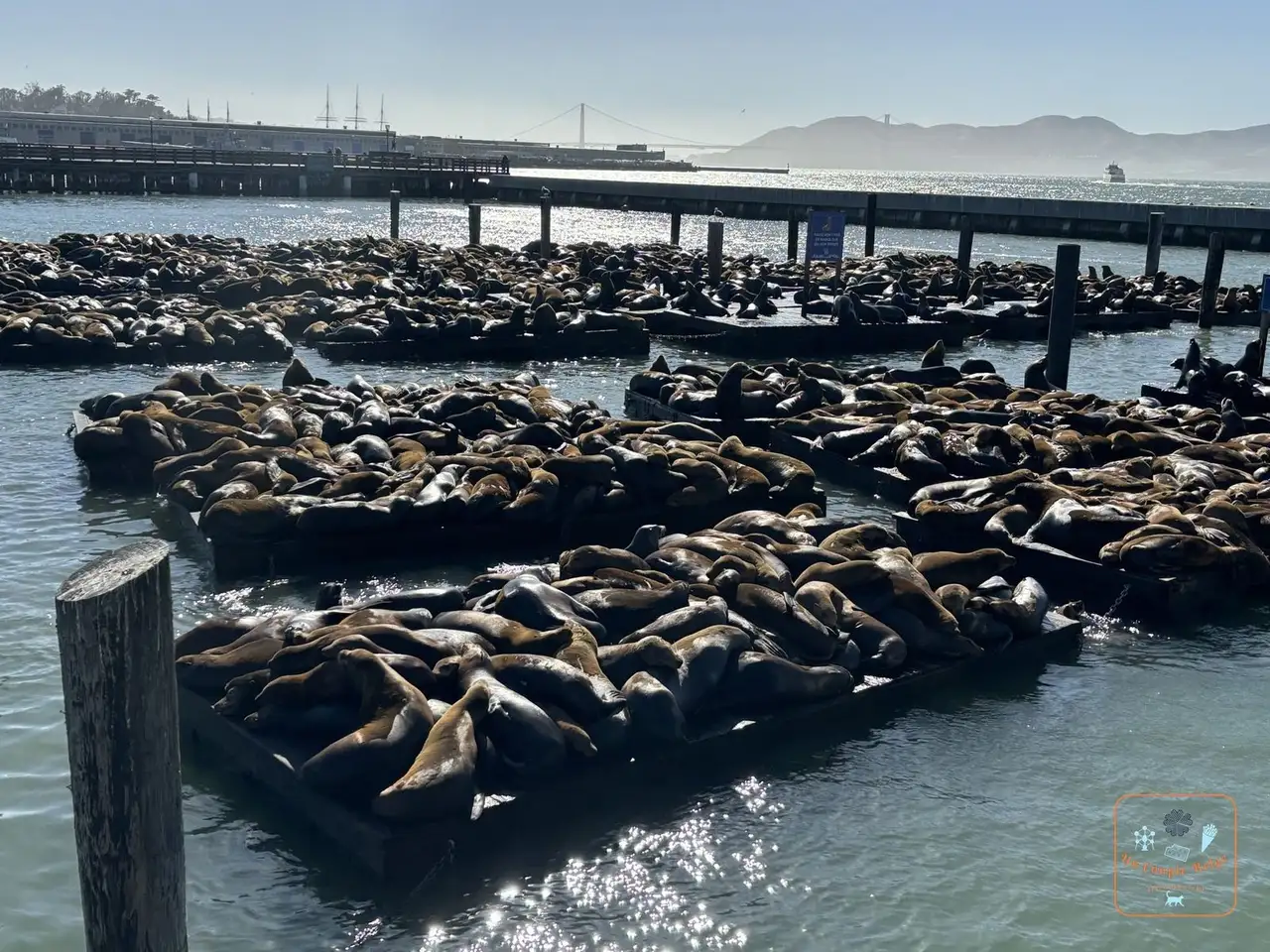 Des dizaines d'otaries entassées sur les pontons de Pier 39
