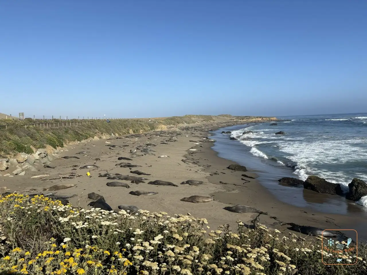 Des dizaines d'éléphants de mer sur la plage de Piedras Blancas