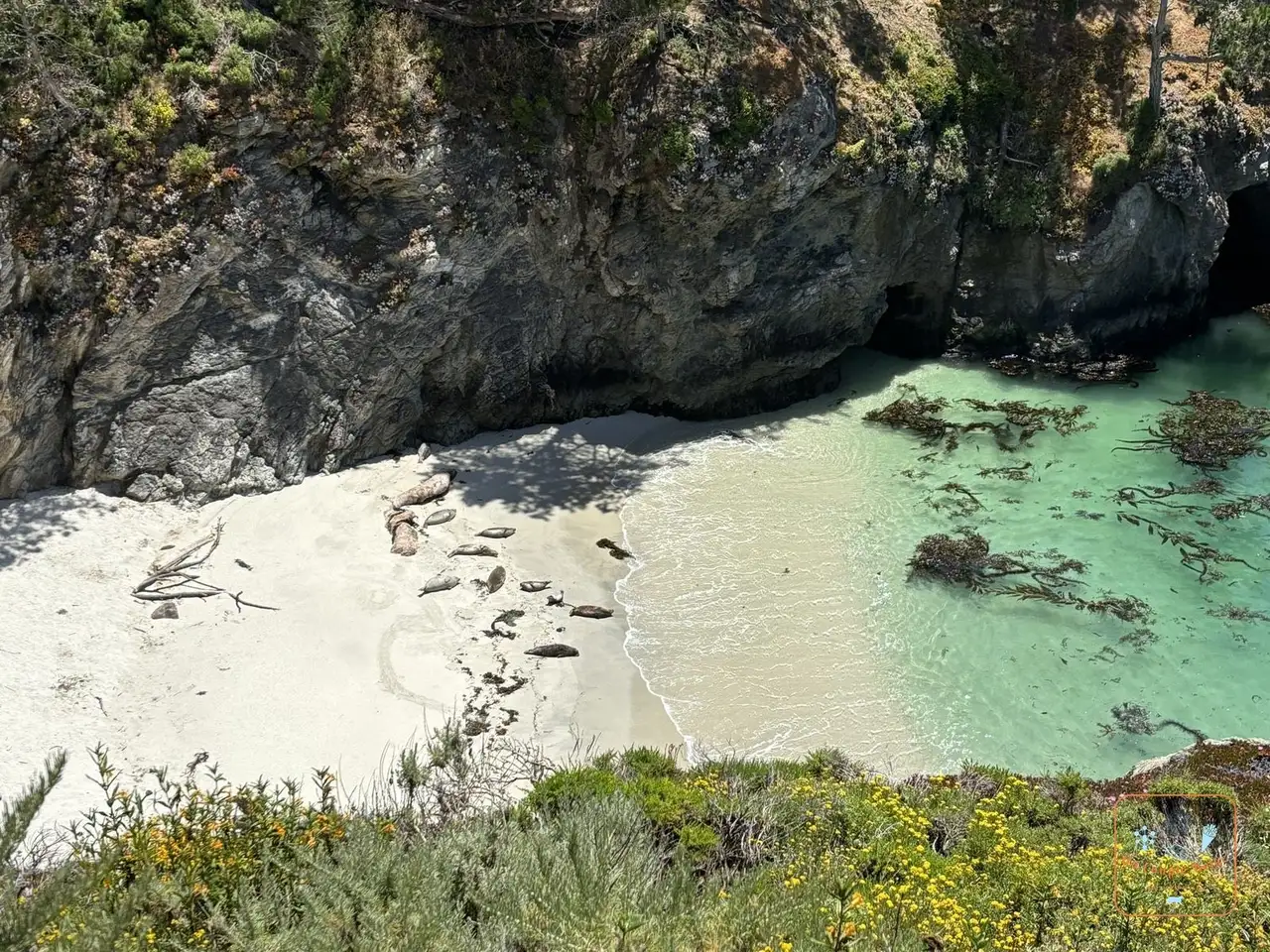 Des phoques allongés sur le sable blanc d'une crique turquoise