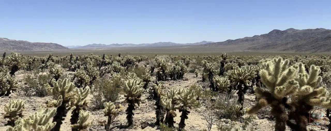 Le Cholla Cactus Garden