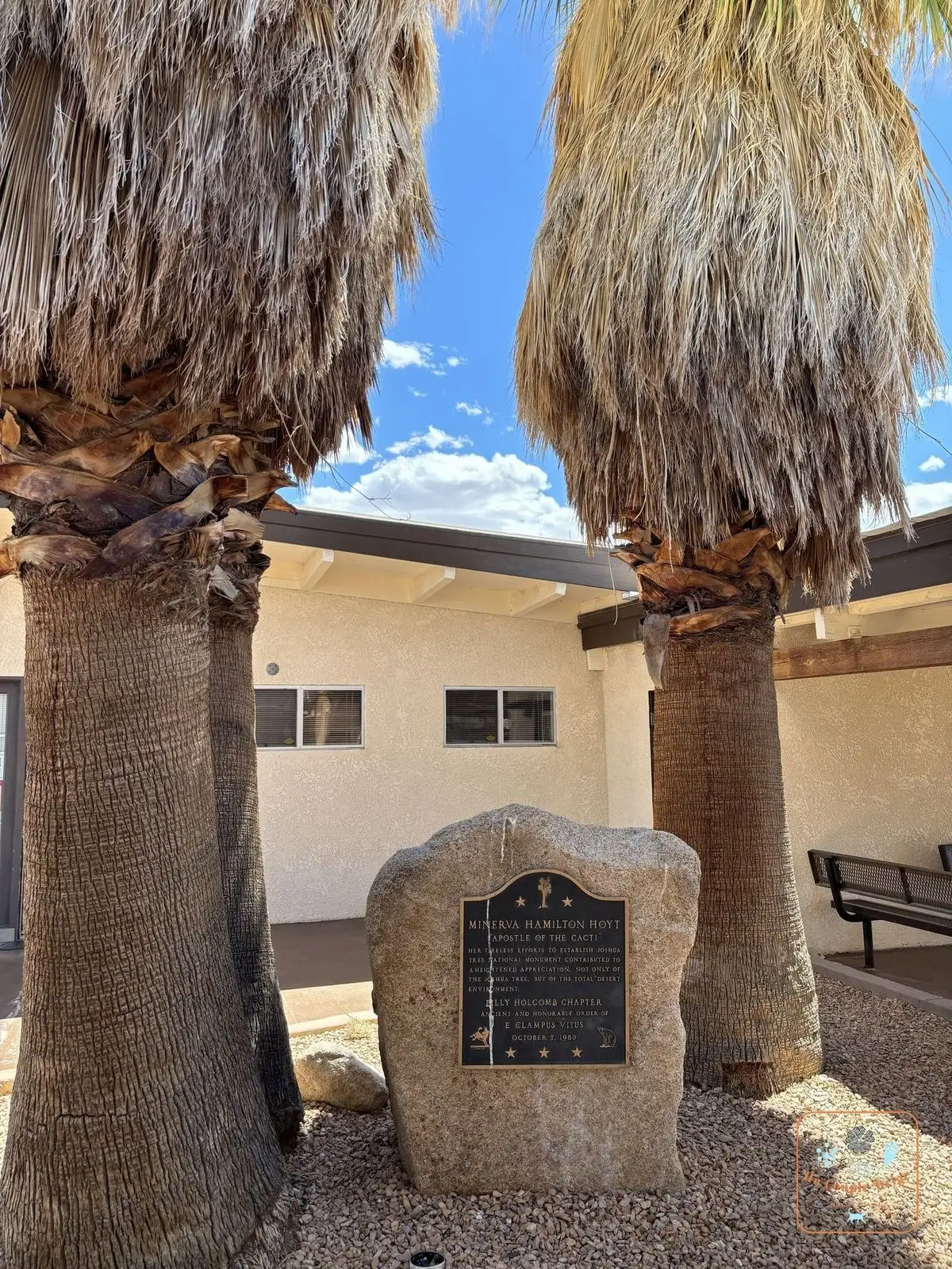 Les palmiers de l'Oasis de Mara, à Twentynine Palms