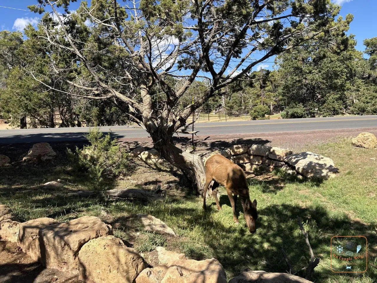 Un wapiti au bord de la route, près du South Kaibab Trailhead