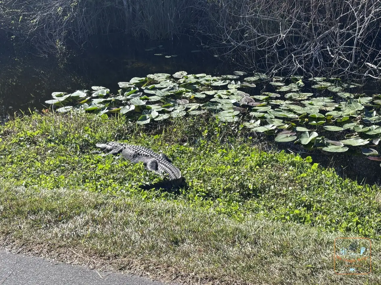 Un alligator au bord du chemin de Shark Valley
