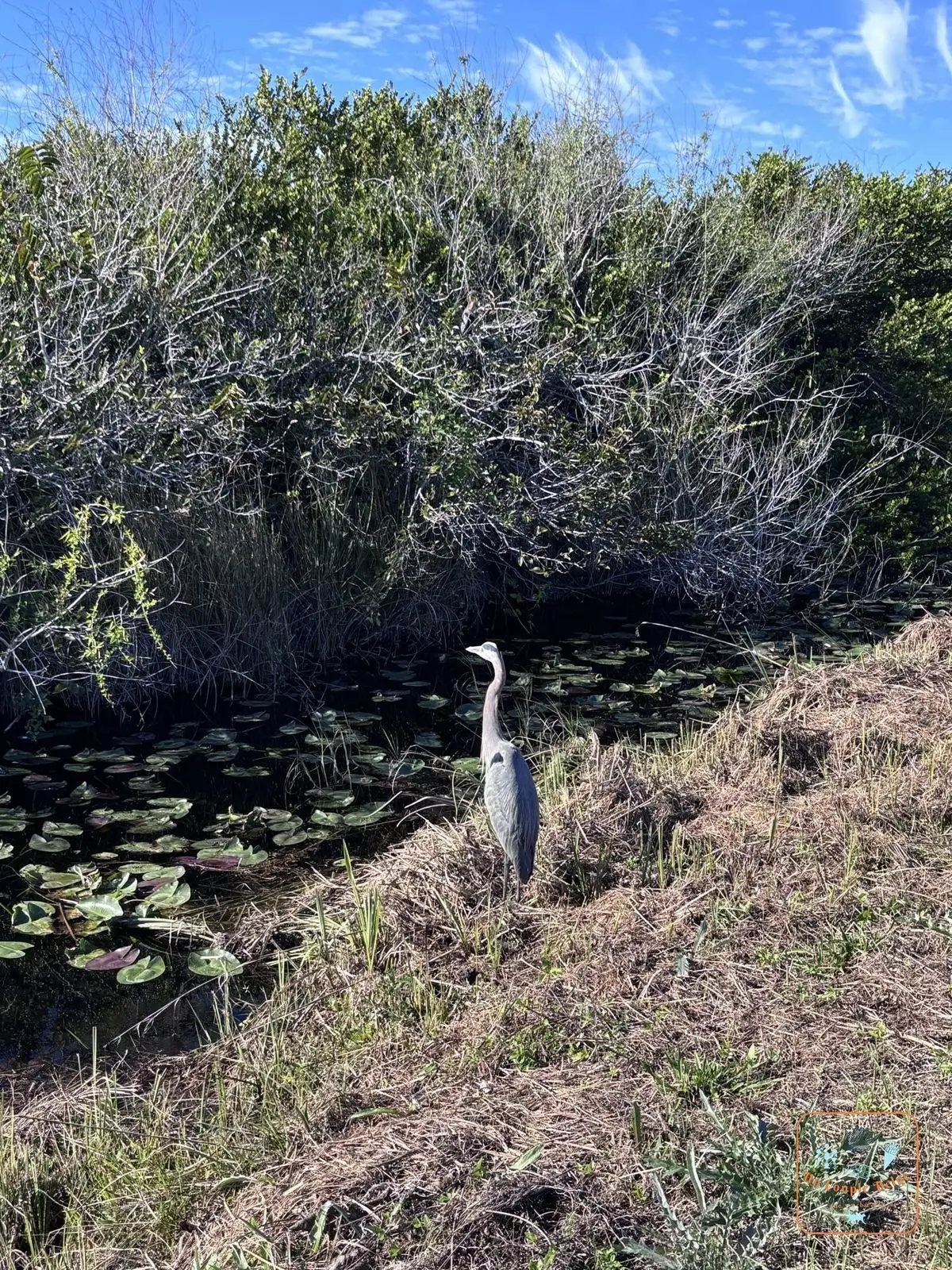 Un grand héron bleu au bord de l'eau à Shark Valley
