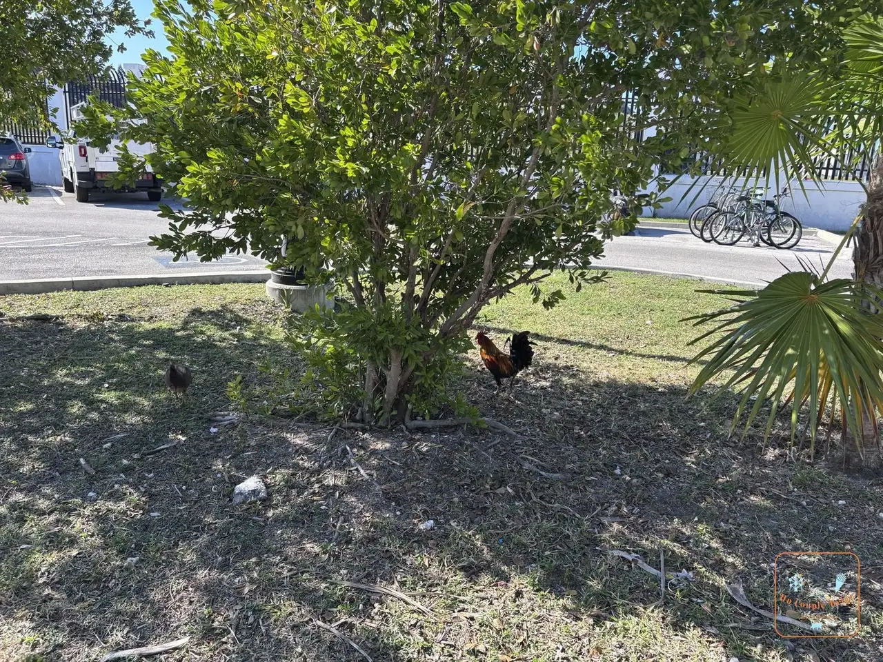 Un coq et une poule en liberté à Key West
