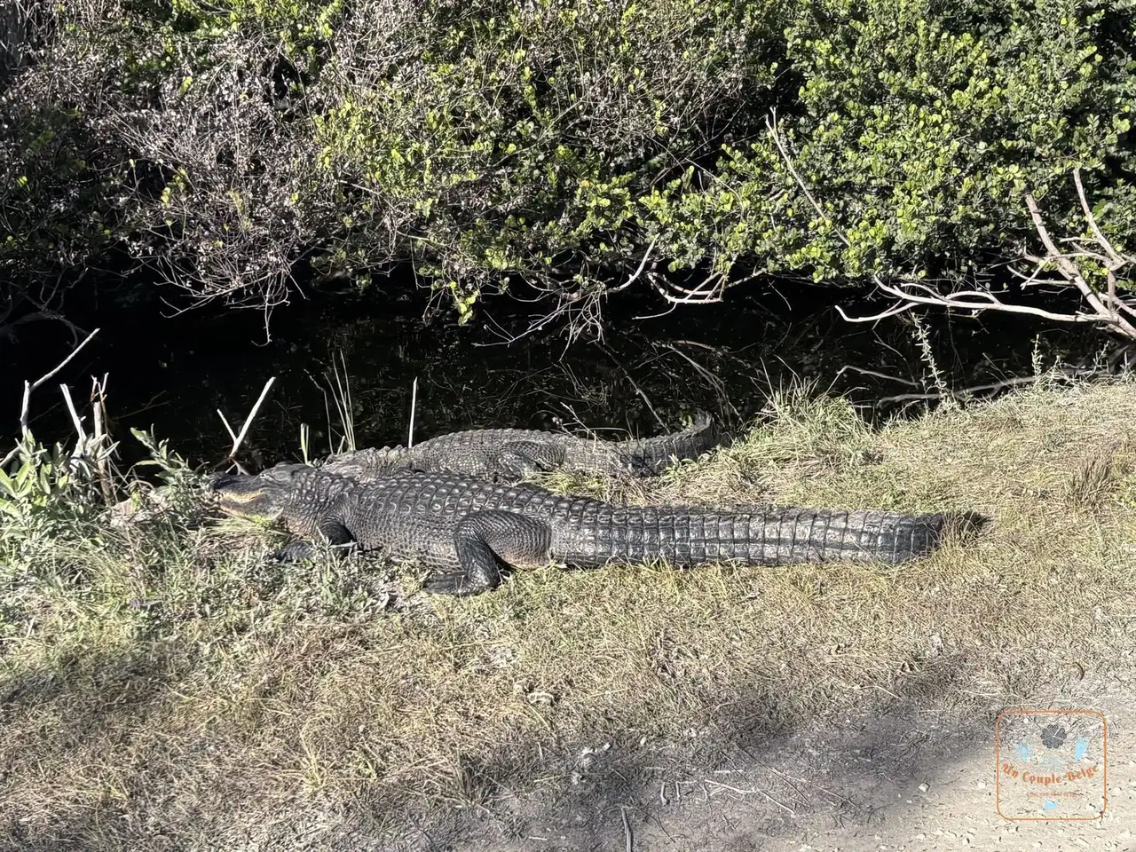 Deux alligators au soleil au bord d'un canal dans Big Cypress