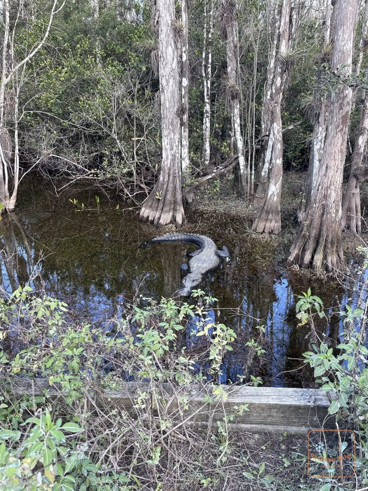 Un alligator entre les troncs de cyprès, le long de la Loop Road