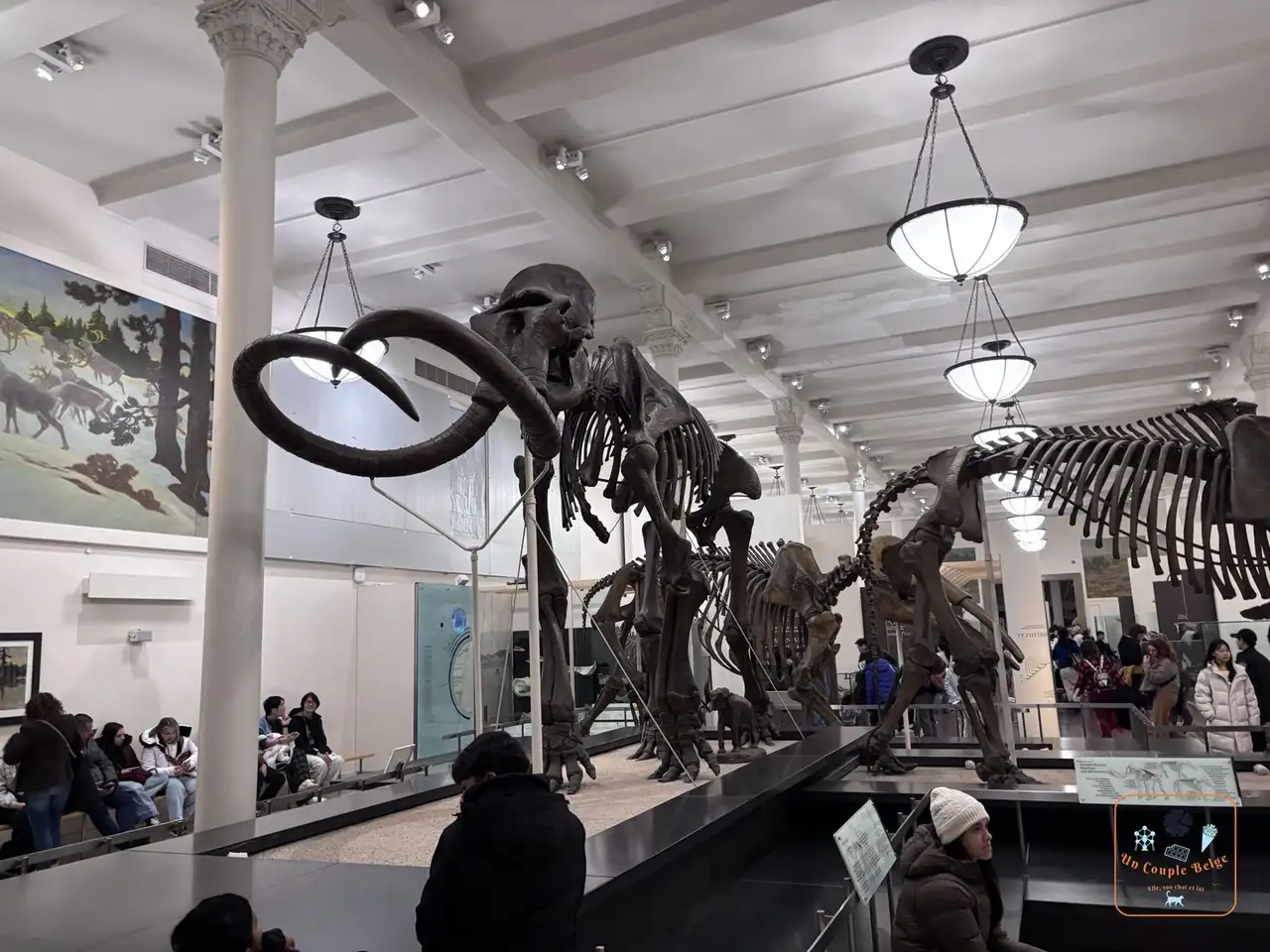 Squelette de mammouth dans la salle des fossiles du musée d'histoire naturelle