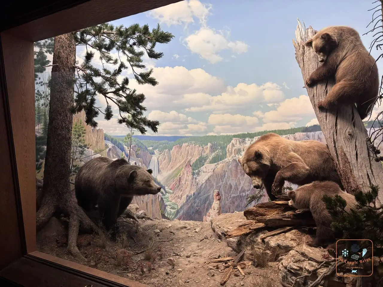 Diorama des ours dans la salle des mammifères d'Amérique du Nord