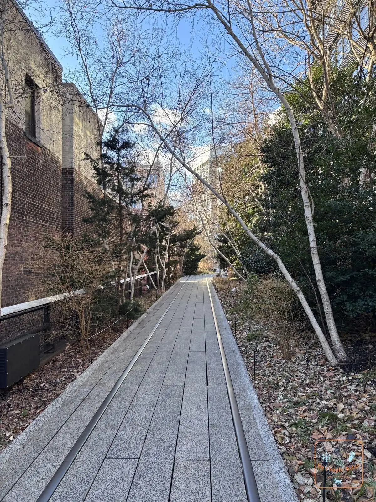 Allée de la High Line entre les bouleaux et les anciens rails